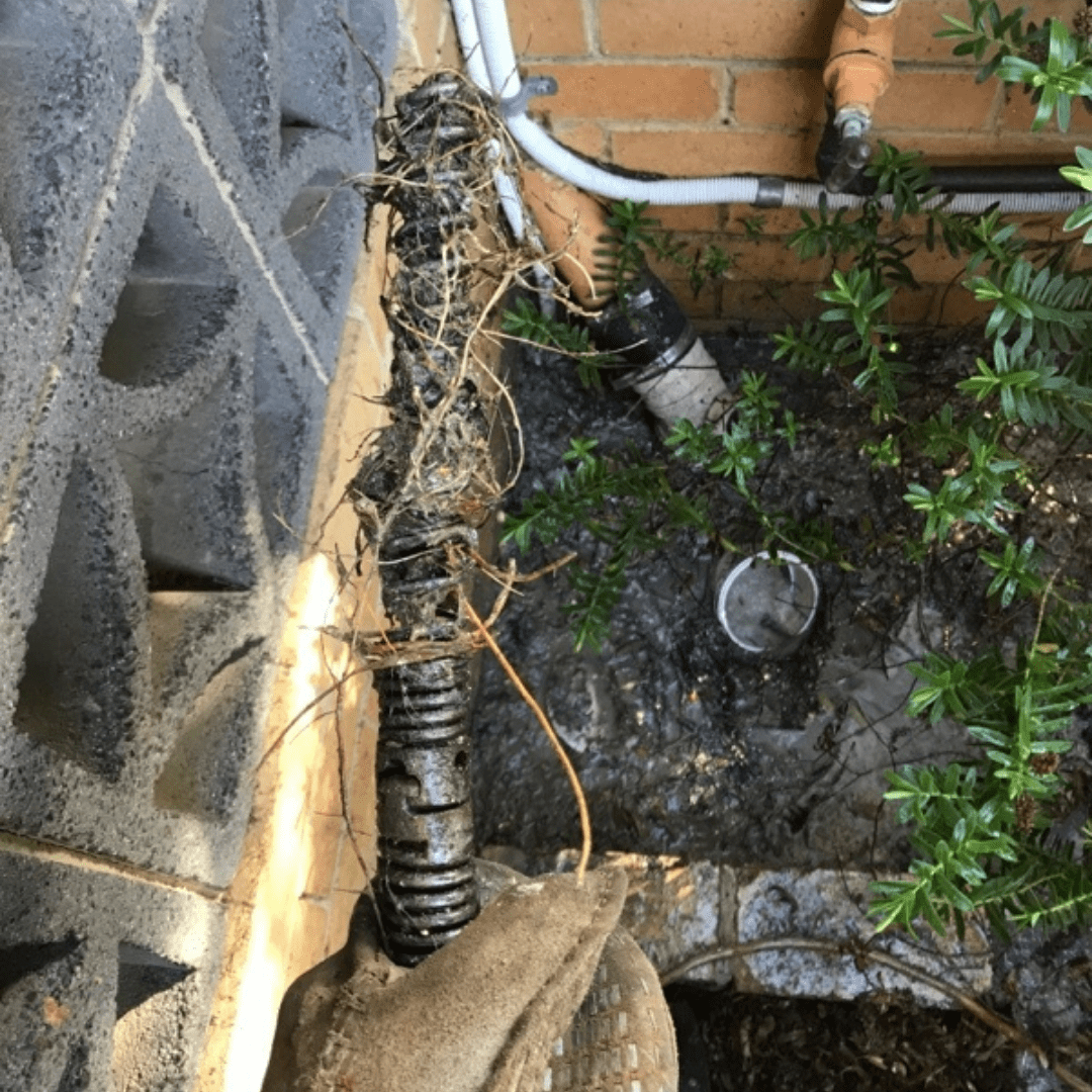 Residential Plumbing, Hawthorn, Roots removed